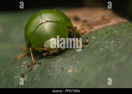 Non identificato una specie di foglia maggiolino dall'Amazzonia peruviana la foresta pluviale. Foto Stock