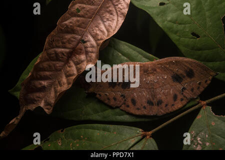 Una specie di falena imita le foglie morte al fine di blend e sfuggire alla attenzione di predatori. Foto Stock