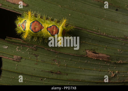 Un bruco urticante di uno slug falena dalla foresta amazzonica, questo lo si è visto a Madre de Dios, Perù. Foto Stock