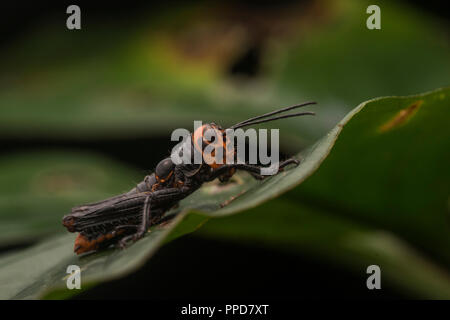 Un colorato luminosamente grasshopper ninfa dalla foresta amazzonica, i colori potrebbero significare la sua tossicità e distastefulness a predatori. Foto Stock