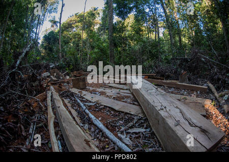 Un sito di registrazione a Madre de Dios, Perù. Il disboscamento illegale è una grande minaccia per la foresta pluviale amazzonica. Qui una matura albero di legno duro è stato abbattuto. Foto Stock