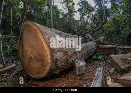 Un sito di registrazione a Madre de Dios, Perù. Il disboscamento illegale è una grande minaccia per la foresta pluviale amazzonica. Qui una matura albero di legno duro è stato abbattuto. Foto Stock