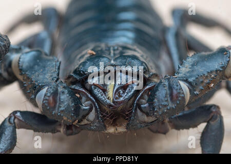 Blu foresta asiatica Scorpion (Heterometrus spinifer) Foto Stock