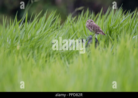 Un scavando la civetta (Athene cunicularia) si siede in un pascolo di Madre de Dios, Perù. Questa specie si sta espandendo la propria gamma come foresta è deselezionata per terreni a pascolo. Foto Stock