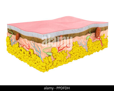 Strati Cellula Pelle di cheratinociti cella, illustrazione. Questa cellula è una ...