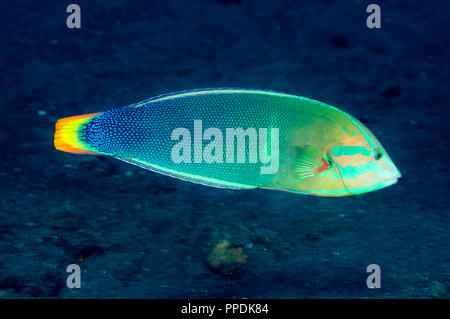 Limanda coris, Coris gaimard, Bali Indonesia. Foto Stock