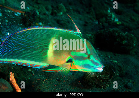 Limanda coris, Coris gaimard, Bali Indonesia. Foto Stock