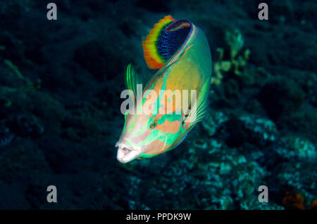 Limanda coris, Coris gaimard, Bali Indonesia. Foto Stock