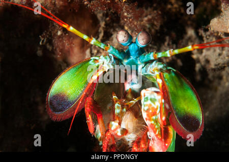 Smashing canocchia, Odontodactylus scyllarus, Bali Indonesia. Foto Stock