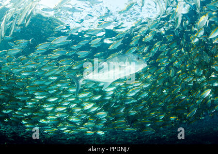 Carangidi gigante, Caranx ignobilis, depredavano Smoothtail trevallies, Selaroides leptalopsis, Bali Indonesia. Foto Stock