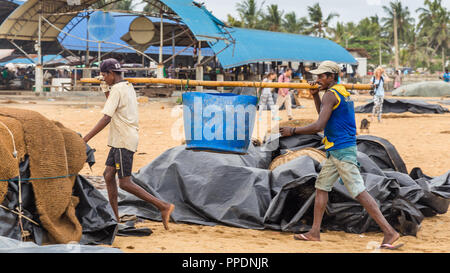 Negombo Sri Lanka Luglio 24 2017 - Fisherman contenenti pesce dalla loro imbarcazione al mercato in backgorund a Negombo Foto Stock