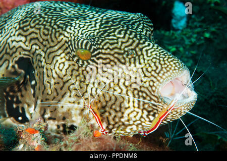 Mappa pufferfish, Arothron mappa, in una stazione di pulizia, Bali Indonesia. Foto Stock