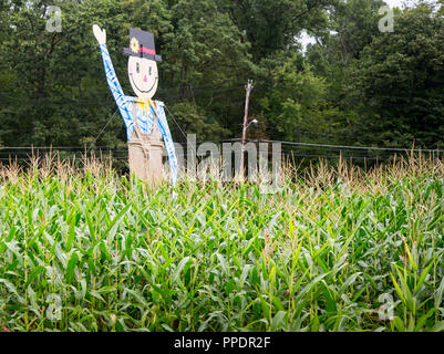 Uno spaventapasseri figura in un campo di mais di Halloween Foto Stock