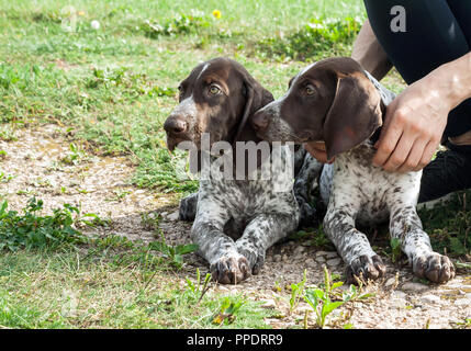 Il tedesco shorthaired puntatore, kurtshaar due brown spotted cucciolo, ritratto di due animali, close-up verticale, sdraiato e guardando lontano, un uomo è seduto Foto Stock