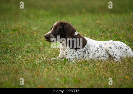Il tedesco shorthaired puntatore, tedesco kurtshaar uno brown spotted cucciolo giace su erba verde sul campo, guarda con cautela nella distanza, l'aspetto elegante Foto Stock
