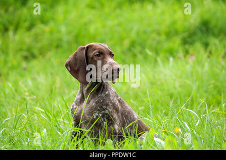 Il tedesco shorthaired puntatore, tedesco kurtshaar uno brown spotted cucciolo foto in profilo, il cane si siede su un high bright verde erba, un bellissimo animale Foto Stock
