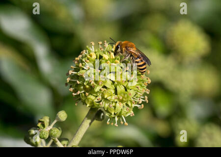 Ivy Bee (Colletes hederae) Foto Stock