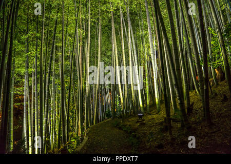 In bambù illuminato di Kodaiji tempio di Kyoto - Prefettura di Kyoto. Foto Stock