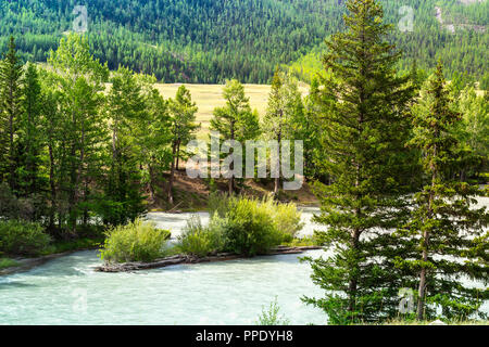 Fiume di montagna Chuja corre tra la foresta di conifere e prati. Degli Altai, Russia Foto Stock