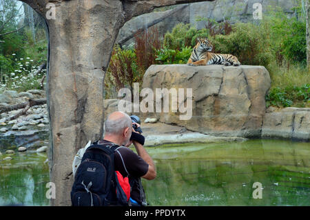 Uomo di prendere foto di una tigre di Sumatra (Panthera tigris sumatrae) recante su una roccia nel proprio recinto per lo Zoo di Chester. Foto Stock