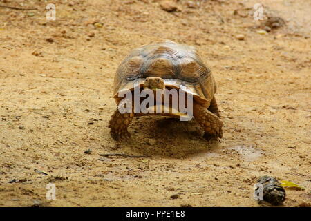 Primo piano immagine dell'Africano spronato tartaruga (Sulcata tartaruga) camminando sulla terra. Foto Stock