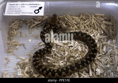 La vendita di animali di terrarium in scatole di plastica sul mercato - Naso vipera cornuta, Vipera ammodytes, Praga, Repubblica Ceca Foto Stock