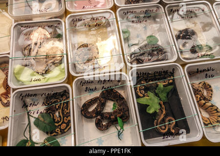 La vendita di animali di terrarium in scatole di plastica sul mercato - pitoni, Praga, Repubblica Ceca Foto Stock