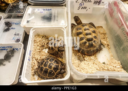 La vendita di animali di terrarium in scatole di plastica sul mercato - Russo tartaruga, Agrionemys horsfieldii, Praga Repubblica Ceca Foto Stock