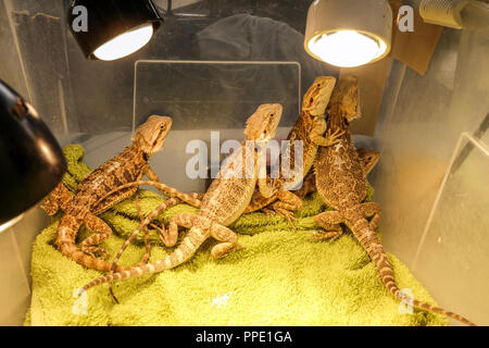 La vendita di animali di terrarium in scatole di plastica sul mercato - Centrale di drago barbuto Pogona vitticeps, Praga, Repubblica Ceca Foto Stock