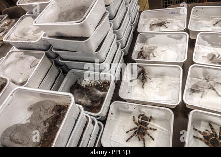 Vendita di animali al terrario in scatole di plastica sul mercato - tarantula messicana del ginocchio rosso Brachypelma hamorii, tarantula dell'animale domestico della Repubblica Ceca di Praga Foto Stock