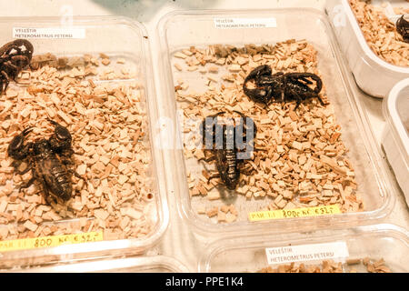 La vendita di animali di terrarium in scatole di plastica sul mercato. Foresta gigante scorpioni Heterometrus petersii, Praga, Repubblica Czecch Foto Stock