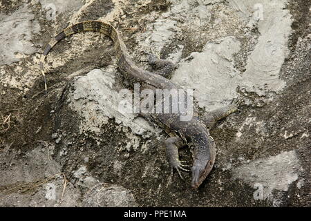 Primo piano immagine di un acqua asiatici monitor (Varanus salvator) fissare sul pavimento. Foto Stock