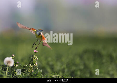 Un maschio dickcissel molle in volo da un millefiori nel mezzo di un alf-alfa nel campo centrale della Contea di Jackson negli Stati Uniti Foto Stock