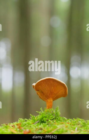 I funghi nel bosco in East Devon Foto Stock