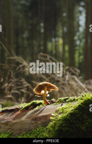 I funghi nel bosco in East Devon Foto Stock