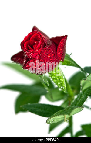 Red Rose con gocce d'acqua isolati su sfondo bianco Foto Stock