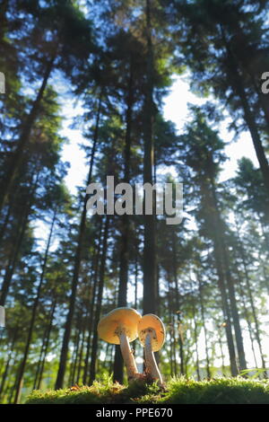 I funghi nel bosco in East Devon Foto Stock