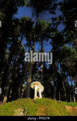 I funghi nel bosco in East Devon Foto Stock