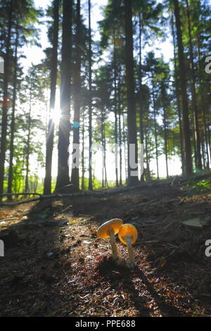 I funghi nel bosco in East Devon Foto Stock