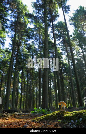 I funghi nel bosco in East Devon Foto Stock