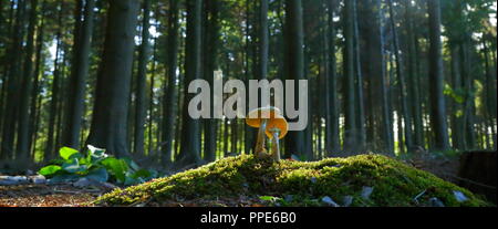 I funghi nel bosco in East Devon Foto Stock