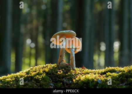 I funghi nel bosco in East Devon Foto Stock