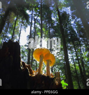 I funghi nel bosco in East Devon Foto Stock