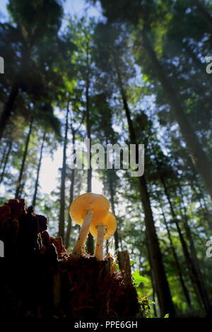 I funghi nel bosco in East Devon Foto Stock