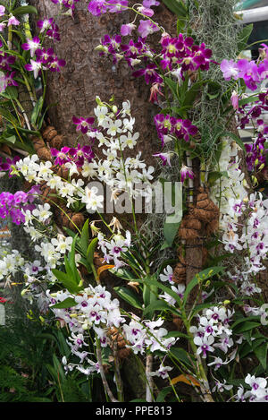 Un bellissimo display di viola, rosa e fiori di orchidea bianchi salendo su un supporto di albero in Clarke Quay del Fiume Singapore Repubblica di Singapore Asia Foto Stock