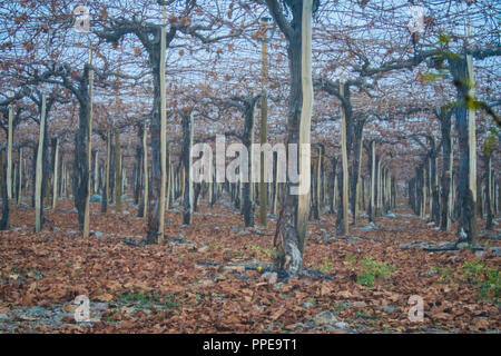 Coltivazioni di uve, Valle Elqui, Regione di Coquimbo, in Cile. Collezione autunno Foto Stock