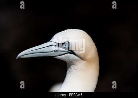 Testa di Gannet per adulti girata su Bass Rock, Scozia Foto Stock