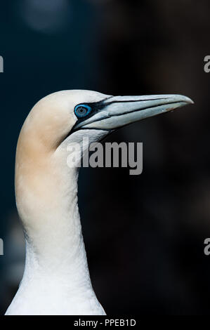 Testa di Gannet per adulti girata su Bass Rock, Scozia Foto Stock