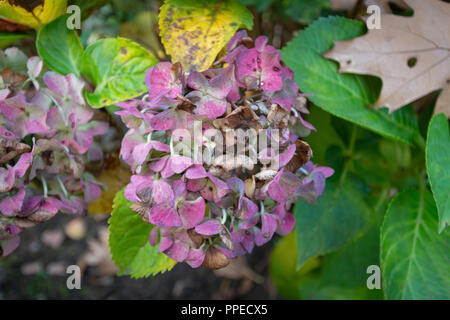 Hydrangea appassiti in un giardino in autunno Foto Stock