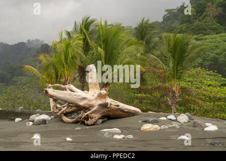 Spiaggia scene, Parco Nazionale di Corcovado, Osa Peninsula, Costa Rica Foto Stock